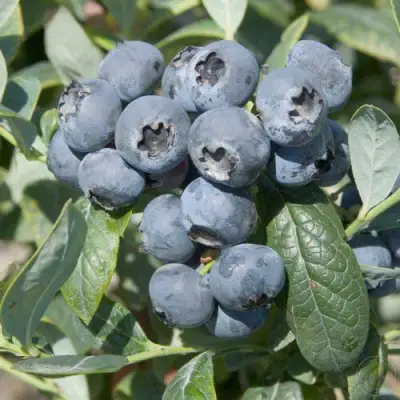 Голубика БРИГИТТА в Могилёве