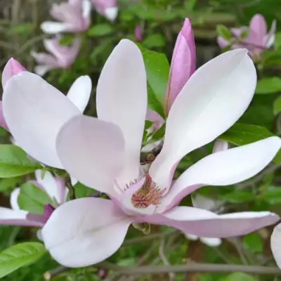 Магнолия ДЖОРДЖ ГЕНРИ КЕРН в Могилёве