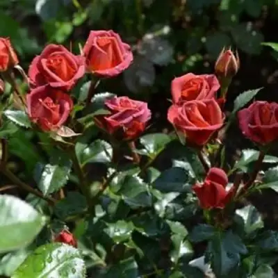 Роза ЧОКОЧИНО спрей в Могилёве