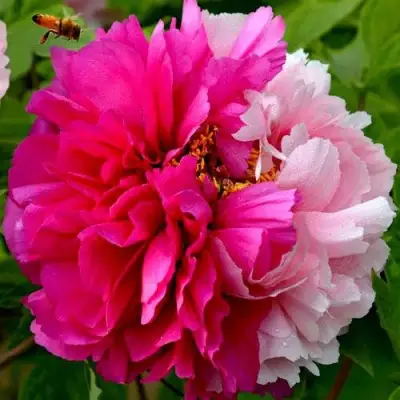 Пион ДВЕ СЕСТРЫ древовидный в Могилёве