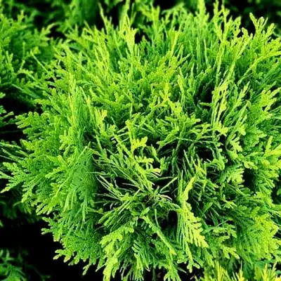 Туя ДАНИКА западная в Могилёве