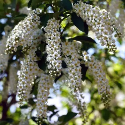 Черемуха виргинская ШУБЕРТ в Могилёве