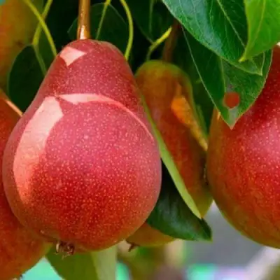 Груша ГЕРА в Могилёве