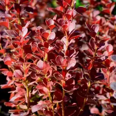 Барбарис ВУЛКАНО тунберга в Могилёве