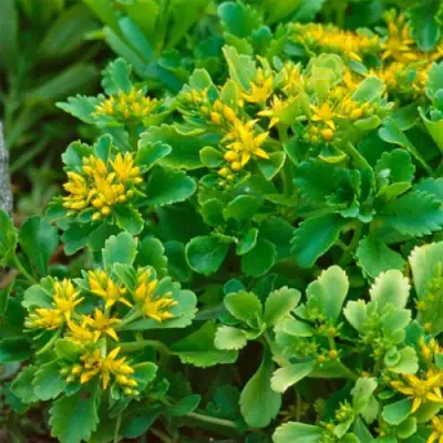 Очиток (седум) ИММЕРГРУН камчатский в Могилёве