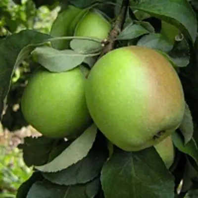 Яблоня ПАМЯТЬ СИКОРЫ в Могилёве