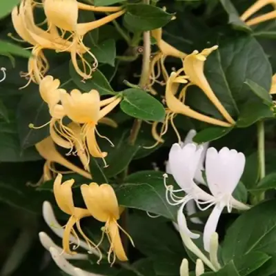 Жимолость ХАЛЛИАНА японская (Хелиана) в Могилёве