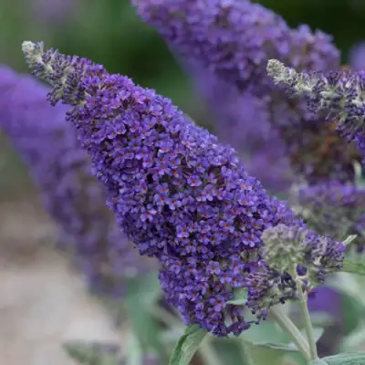 Буддлея НАНО ПЕРПЛ  в Могилёве