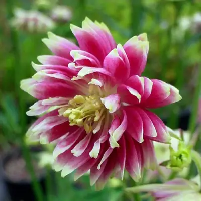 Аквилегия БАРЛОУ НОРА гибрид МакКаны в Могилёве