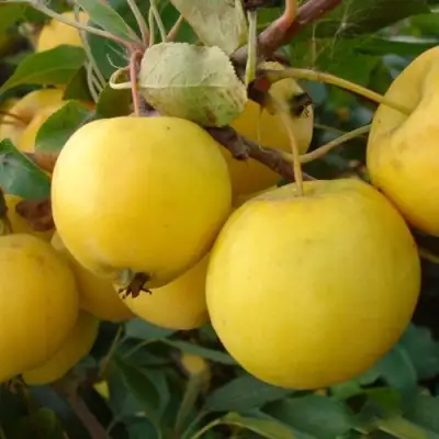 Яблоня УРАЛЬСКОЕ НАЛИВНОЕ в Могилёве