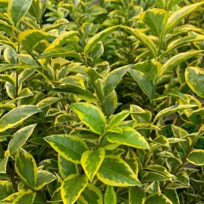 Бирючина АУРЕУМ овальнолистная в Могилёве