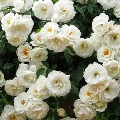 Роза АЙСБЕРГ флорибунда в Могилёве