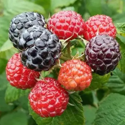 Малина БРИСТОЛЬ в Могилёве