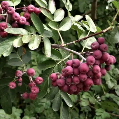 Рябина ДЕСЕРТНАЯ МИЧУРИНА сладкоплодная в Могилёве