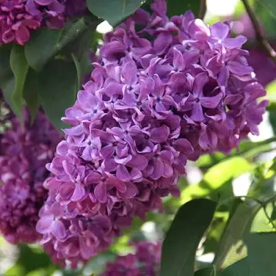 Сирень КАПИТАН ГАСТЕЛЛО в Могилёве