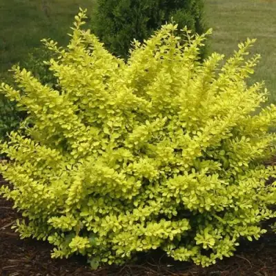 Барбарис АУРЕА тунберга в Могилёве