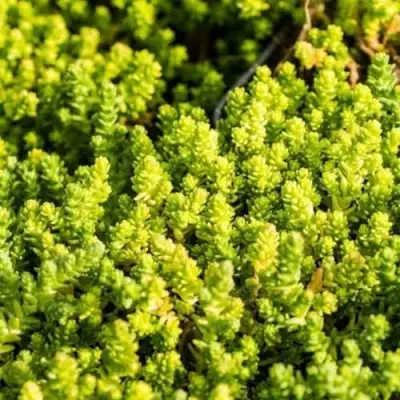 Очиток (седум) ЙЕЛЛОУ КВИН едкий в Могилёве