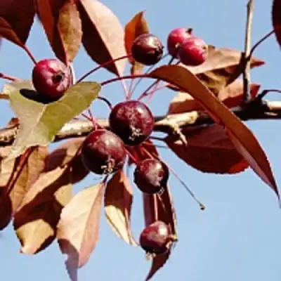 Яблоня РОЯЛТИ декоративная в Могилёве