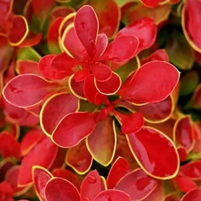 Барбарис КОРАЛ тунберга в Могилёве