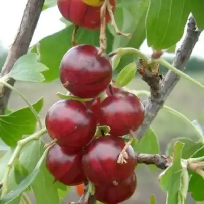 Смородина золотистая КЛЮКВЕННАЯ в Могилёве