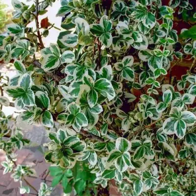 Бересклет ВАРИЕГАТУС форчуна в Могилёве