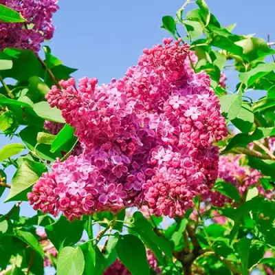 Сирень КРАСНАЯ МОСКВА в Могилёве