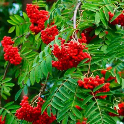 Рябина ПЛАКУЧАЯ сладкоплодная в Могилёве