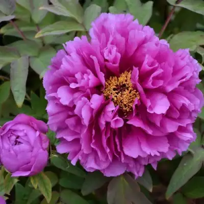 Пион ЛИЛОВАЯ ФАНТАЗИЯ древовидный в Могилёве