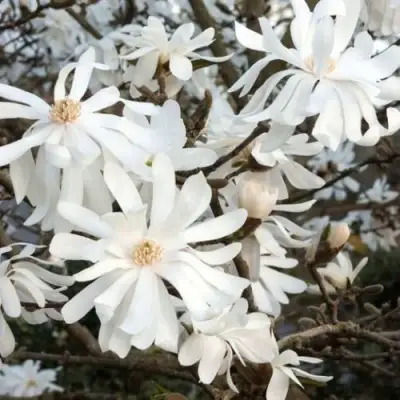 Магнолия РОЯЛ СТАР в Могилёве