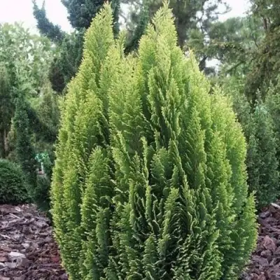 Кипарисовик ЭЛВУДИ ЭМПАЙР лавсона в Могилёве