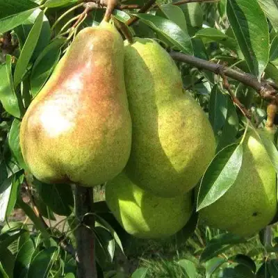 Груша БЕРЕ ЛЮКА в Могилёве