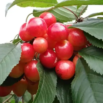 Черешня ГАСТИНЕЦ в Могилёве