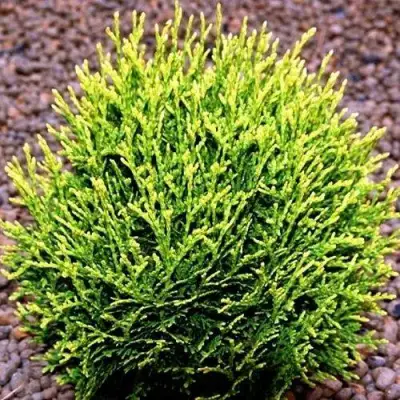 Туя ВОТЕРФИЛД западная в Могилёве