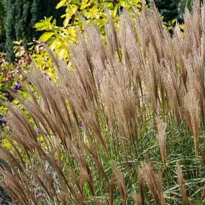 Мискантус КЛЯЙН СИЛЬБЕРСПАЙН китайский  в Могилёве