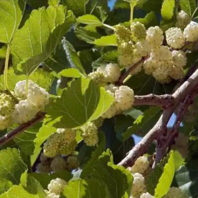 Шелковица БЕЛАЯ АЛЬБА в Могилёве