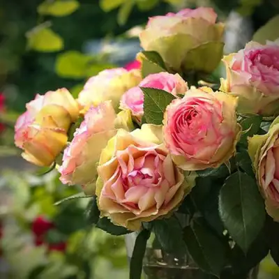 Роза ПИТАХАЙЯ чайно-гибридная в Могилёве