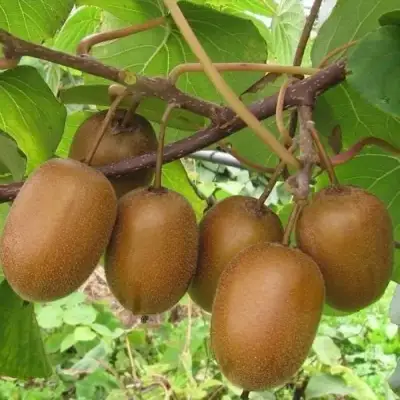 Актинидия ХЕЙВАРД киви в Могилёве