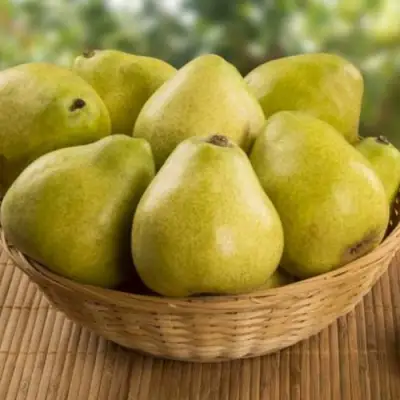 Груша ВИЛИЯ в Могилёве