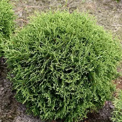 Туя ТИНИ ТИМ западная в Могилёве