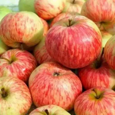 Яблоня РАНЕТКА (КОРОБОВКА) в Могилёве