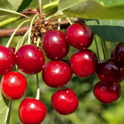 Вишня ЛЮБСКАЯ в Могилёве