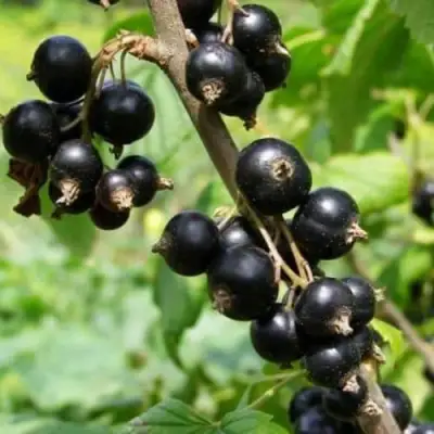 Смородина черная ВОЛОГДА в Могилёве