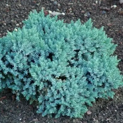 Можжевельник БЛЮ СТАР чешуйчатый в Могилёве