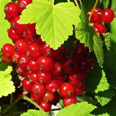 Смородина красная ГАЗЕЛЬ в Могилёве