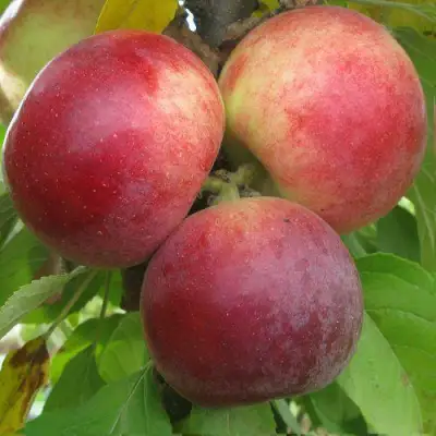 Яблоня БАЛЕРИНА ФЛАМЕНКО колонновидная  в Могилёве