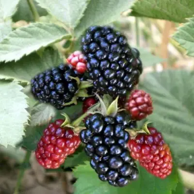 Ежевика ОРКАН бесшипная  в Могилёве