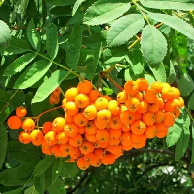 Рябина ДИРКЕНИ ЖЁЛТАЯ  сладкоплодная в Могилёве