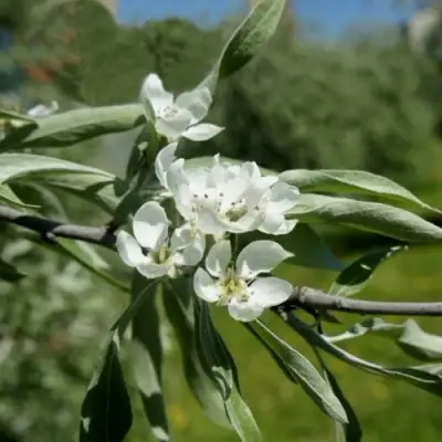 Груша ИВОЛИСТНАЯ в Могилёве