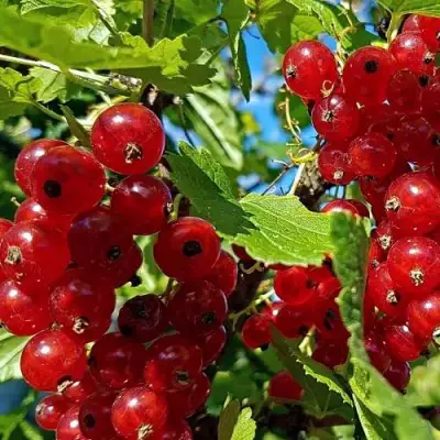 Смородина красная НЕНАГЛЯДНАЯ в Могилёве