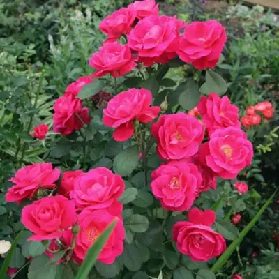 Роза ДЖОРДЖ ВАНКУВЕР флорибунда в Могилёве